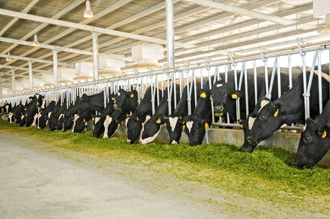 Holstein dairy cows feeding in a shaded barn at a NADEC farm