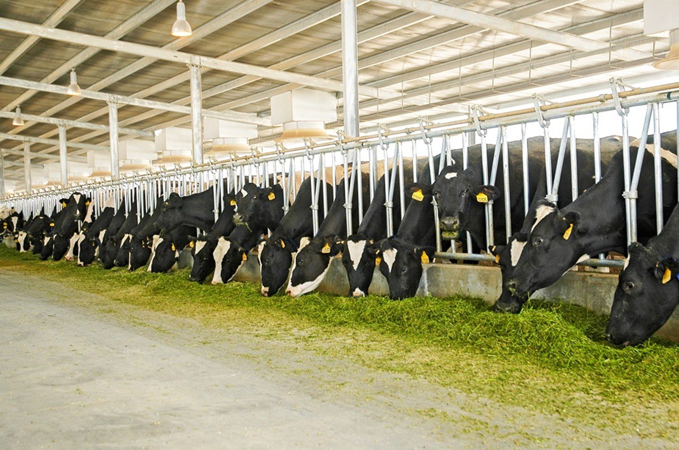 Holstein dairy cows feeding in a shaded barn at a NADEC farm