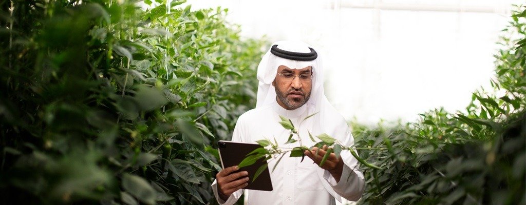 Man in a white thobe and ghutra holding a tablet and examining plants in a greenhouse
